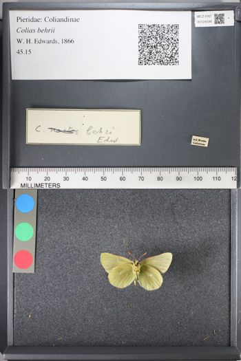 Media type: image;   Entomology 124598
